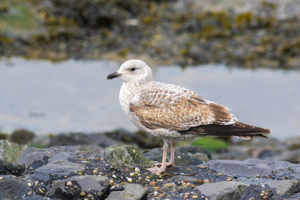 Zilvermeeuw op de Brouwersdam, door Thijs Baan