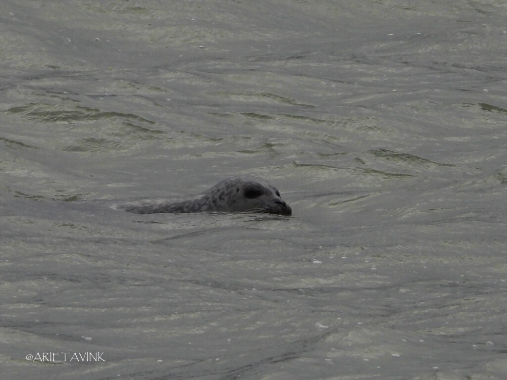 Zeehond, Brouwersdam. Door Arieta Vink