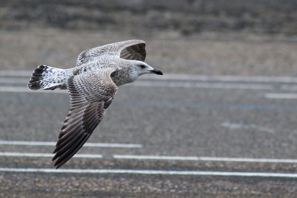 Zilvermeeuw op Brouwersdam, door Thijs Baan