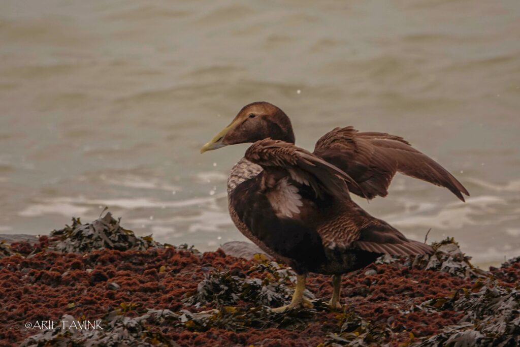 vrouwtje Eider, Brouwersdam. Door Arieta Vink