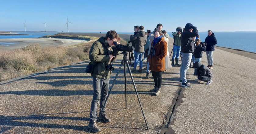 Foto overzicht Boomvalkexcursie naar de Zeeuwse delta