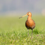 Foto overzicht Rinslangen zoeken bij Reeuwijkse Plassen