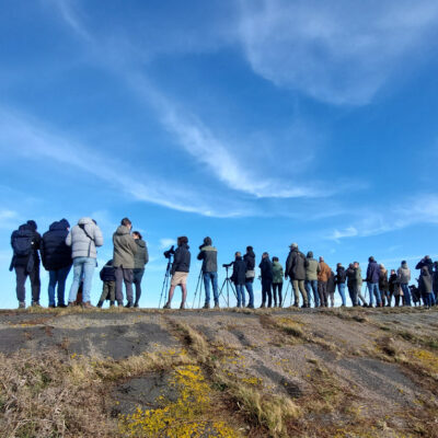 Boomvalk-busexcursie in de Delta op 7 februari 2026