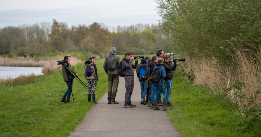 Verslag ringslangenexcursie Reeuwijkse Plassen 11 april 2026